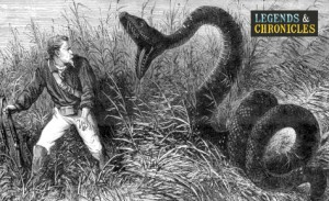 Giant Anaconda 1