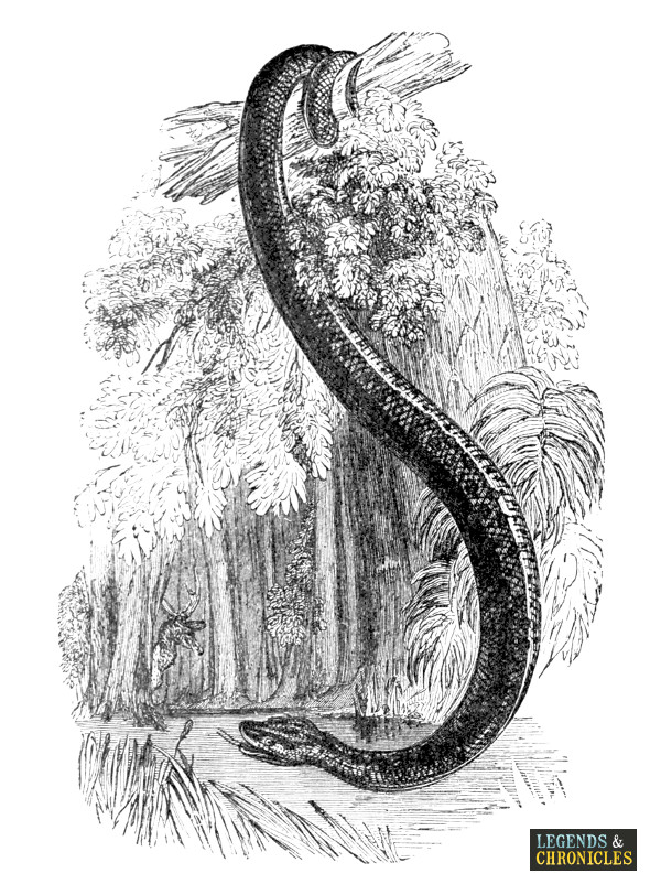 Giant Anaconda 2