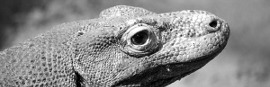 Komodo Dragon Thumbnail