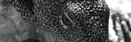 Monitor Lizard Thumbnail