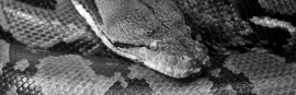 Reticulated Python Thumbnail