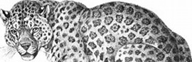 Leopard Big Cats