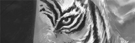 Tiger Big Cats