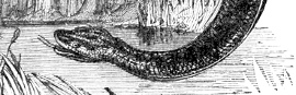 Giant Anaconda Thumbnail