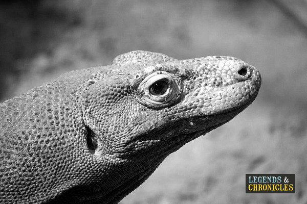 Komodo Dragon 1