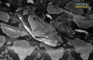 Reticulated Python 1